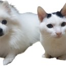 양이와 찬이네집 이미지