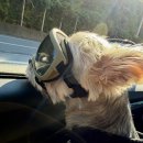 애견펜션 돌봄 | 태안 안면도 애견펜션 추천,,! 애견펜션돌봄 내돈내산 방문후기