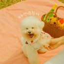서울숲11 | [쿠든비해피어] 강아지 야외 스냅사진 &#39;서울숲 피크닉컨셉&#39; 촬영후기