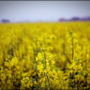 영산강변 좌측 자전거도로L | 경남 가볼만한곳 창녕 남지 낙동강 유채 축제 기본정보 유채꽃 꽃말 개화시기 지는시기 초대가수 맛집 카페