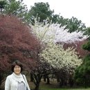 벚꽃주택 이미지