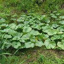 호박이넝쿨째 이미지