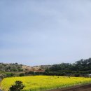 산방산랜드 레일썰매 후기