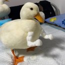 사랑오리 이미지