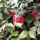 동백반점 이미지