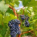 호텔밀레니엄 이미지