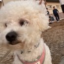 늘안아줄개 이미지