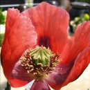 양귀비 (식물) [楊貴妃, Papaver somniferum]출처: 브리태니커 이미지