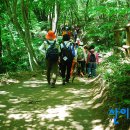 곰배령새소리 이미지