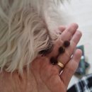 스피드덴탈 이미지