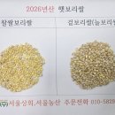 햇쌀보리쌀 대량 판매개시 26년산 이미지