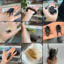 곤충연구소 실내 | 구미 이색 체험 [곤충체험연구소] 성인도 너무 즐거웠던 곳 자세한 후기^_^