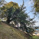 나무이야기 이미지