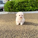 블리독(동대문장안점) 이미지