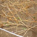 꽃순이농장 이미지