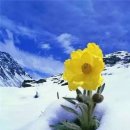 눈속에피는꽃 이미지