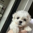 논현 켄넬 이미지