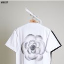 까멜리아 이미지