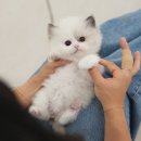 블루랙돌 | 김해고양이분양 랙돌입양 후기