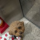 매쓰엣홈 | 강아지 소형견 봄 기본티 모음｜투스투스·투게더링 외