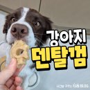 스마일덴탈 | 테일스마일스마일츄 강아지덴탈껌 급여후기