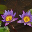 서울대공원 캠핑장 이미지