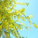 아카시아 이미지