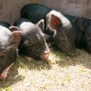 맑은축산 이미지