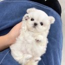 유앤미펫 강아지분양 고양이분양 일산점 | 일산강아지분양_유앤미펫 강아지분양 고양이분양 일산점, 건강한 만남의 시작