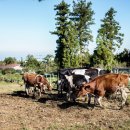 주아목장 이미지