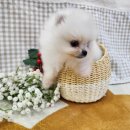 강아지분양미니몽