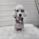 플러스애견미용실 이미지