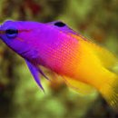 산호가든 이미지