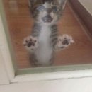 냥냥이네 이미지