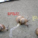 빠른달팽이 네이버블로그