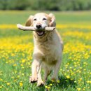 강아지봄 이미지