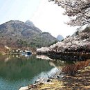 마이산 벚꽃길 이미지