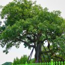 영풍 병산리 갈참나무 | 영주 영풍 병산리 갈참나무