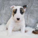 달려라 바우 이미지