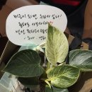 호이엔고