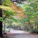 은행나무숲 입구 이미지