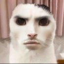 어거스마틴(주) | 250824 인기가요 코르티스 사녹 및 생방 실물 후기