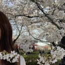 이너리트 가든 | ꕤ˚⊹₊｡울산 벚꽃 명소 방문기 ｡₊⊹ꕤ 작천정 벚꽃길, 카페 이너리트 (4/1방문)