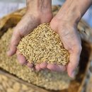 당뇨 전단계라면 밥 지을 때 딱! 한 스푼이,공복혈당 정상으로. 이미지