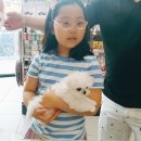 쥬티펫 | ♥대전강아지분양후기 드림퍼피&amp;쥬티펫 삼성점♥ 말티즈 분양완료 분양후기