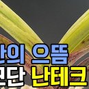 모단의 으뜸 백모단 난테크 (풍란부귀란) 이미지