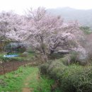 금샘초등학교 이미지