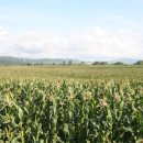 광동농장 이미지