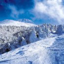 선경사슴 이미지