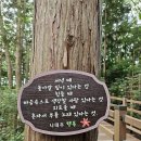 나태주 시인을 산에서 봤네요 ㅎ 이미지